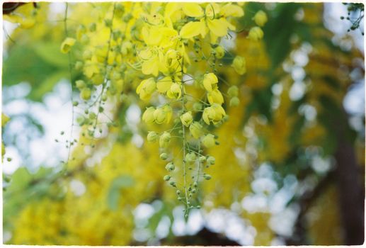 Close-up of a Golden Shower Tree Flowers 