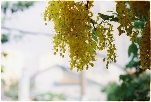Close-up of vibrant yellow golden rain tree blossoms hanging against soft bokeh background.