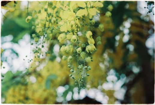 Close-up of a Golden Shower Tree Flowers