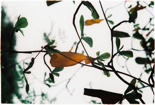 Close-up of Green and Yellow Leaves on a Tree 