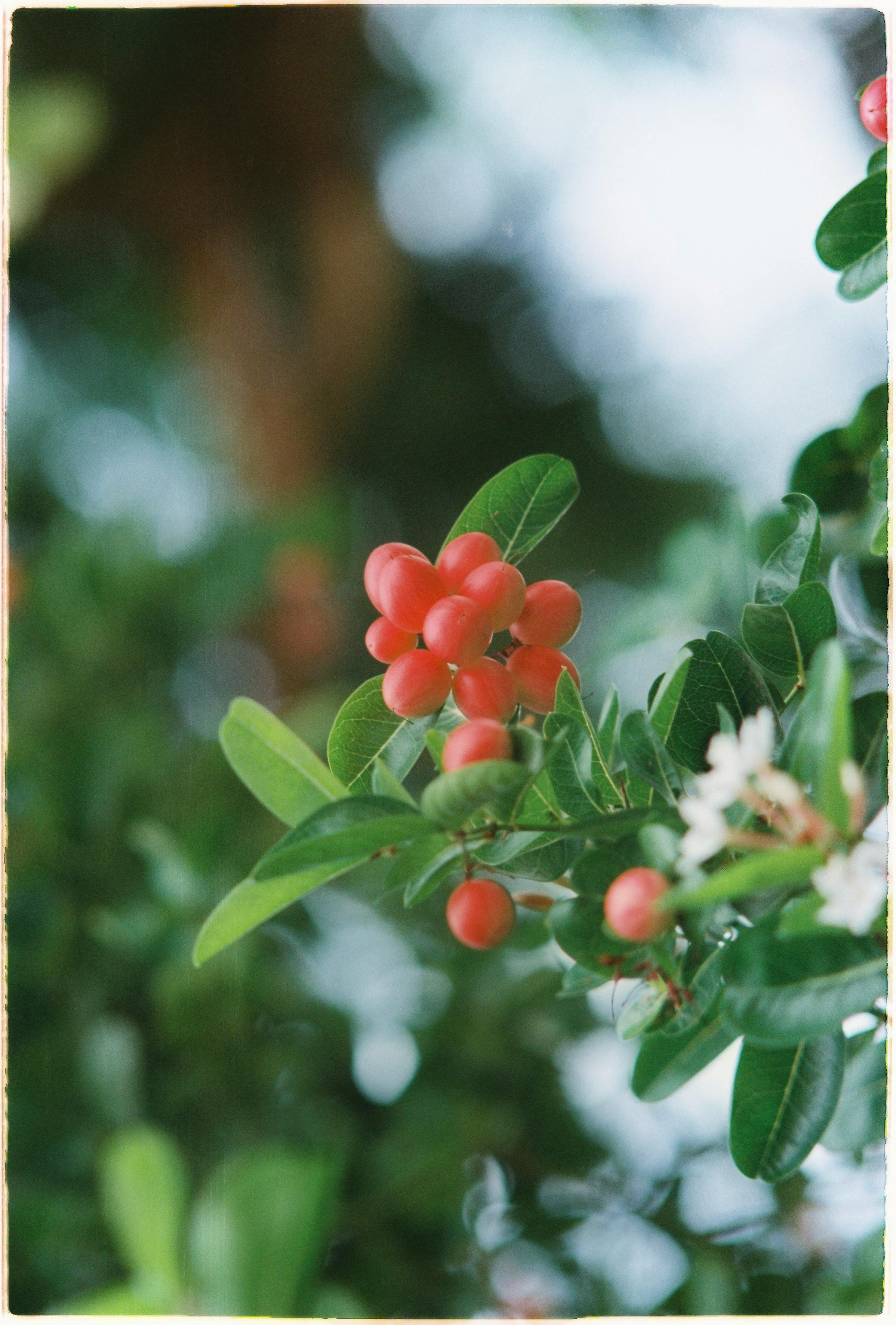 Vibrant red berries with green leaves on a branch, perfect for nature themes.