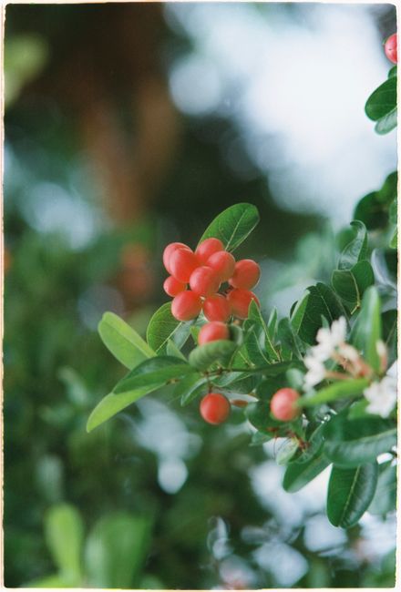 Vibrant red berries with green leaves on a branch, perfect for nature themes.