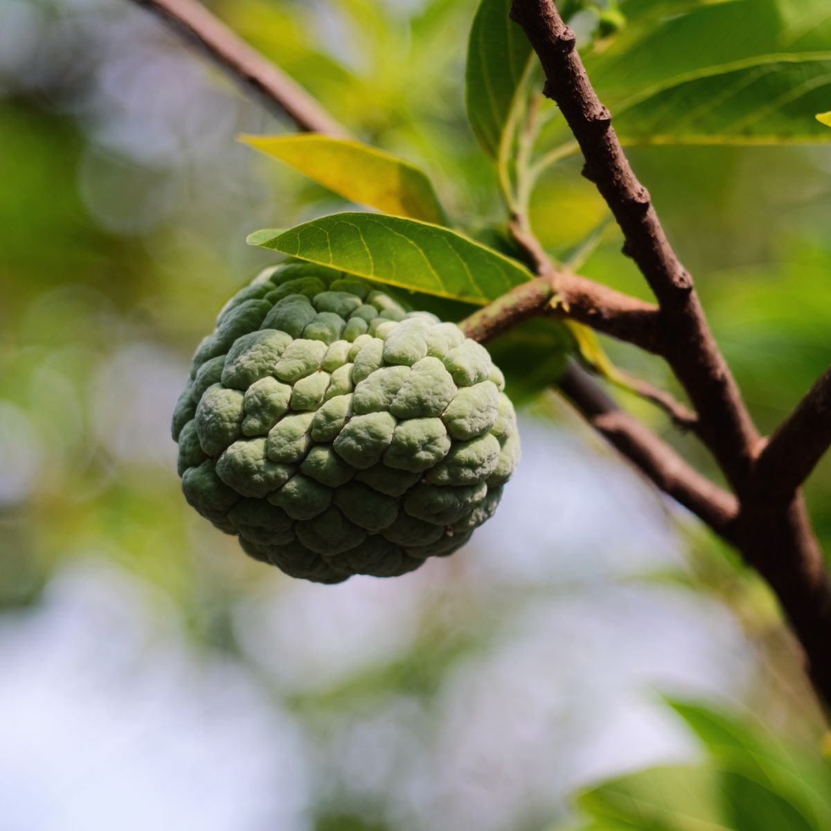 Custard Apple fruit
