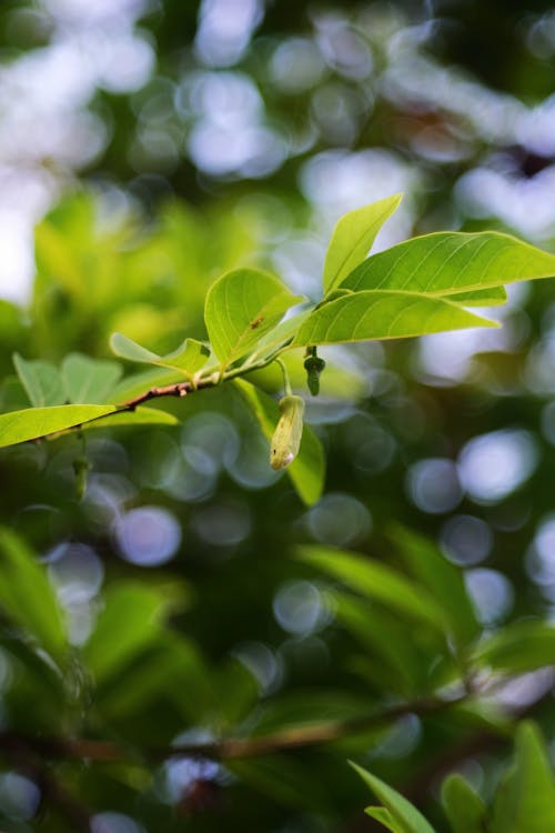 Close-up of a Tree Branch with Bright Green Leaves