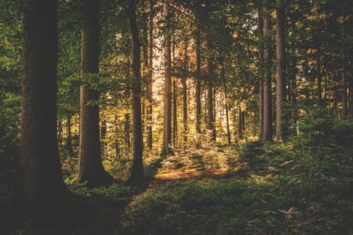 Arbres à Feuilles Vertes Sur La Forêt