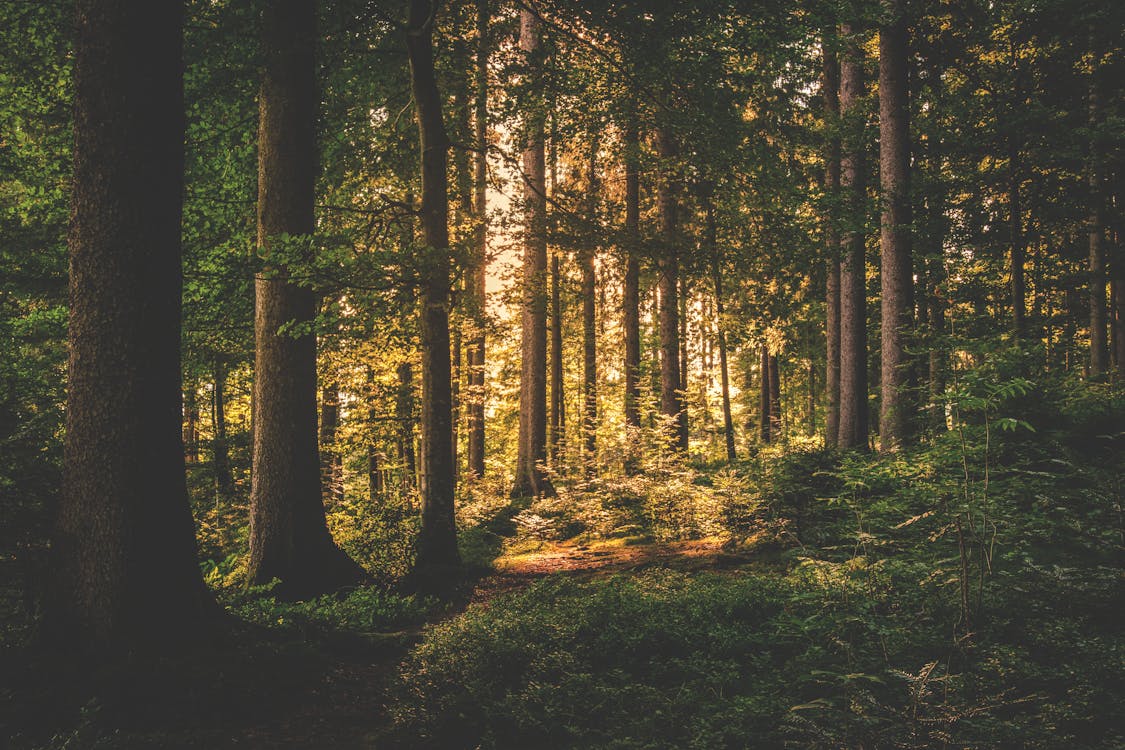 Ingyenes stockfotó erdő, erdő háttér, fák témában