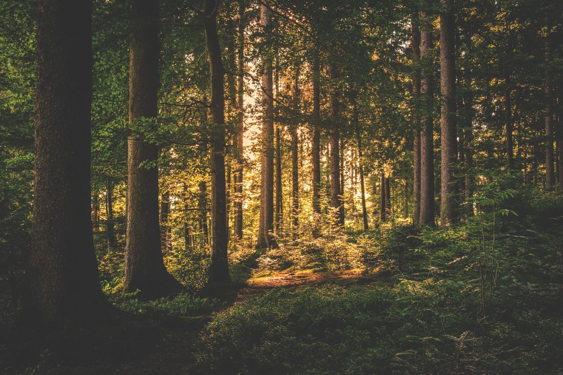 Forest Light