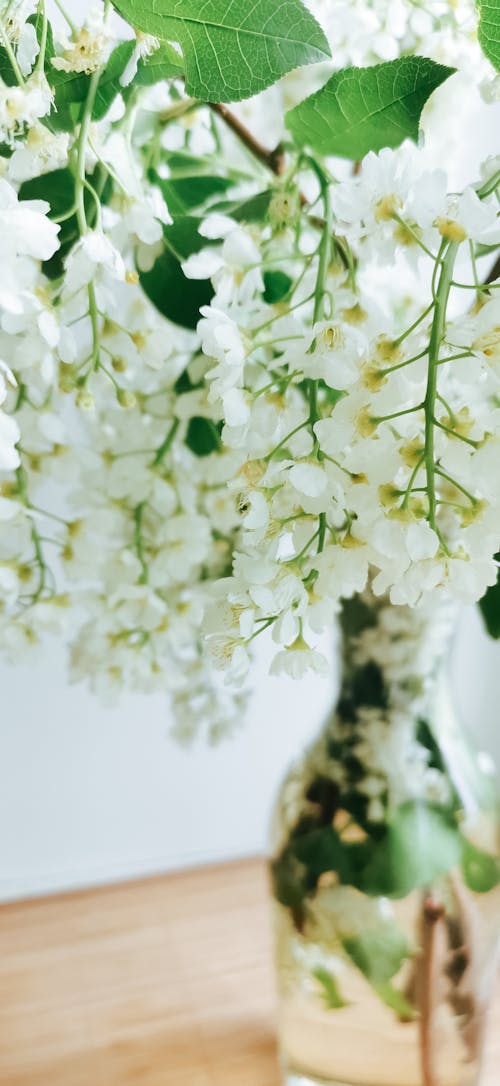 White Blossoms of Plant in Vase