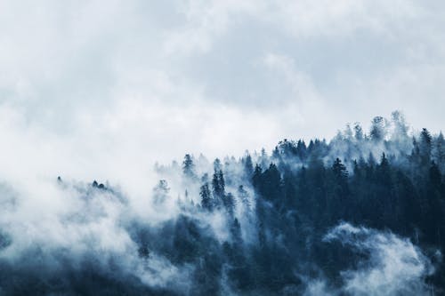 Bezpłatne Zielone Sosny Pokryte Mgłami Pod Białym Niebem W Ciągu Dnia Zdjęcie z galerii