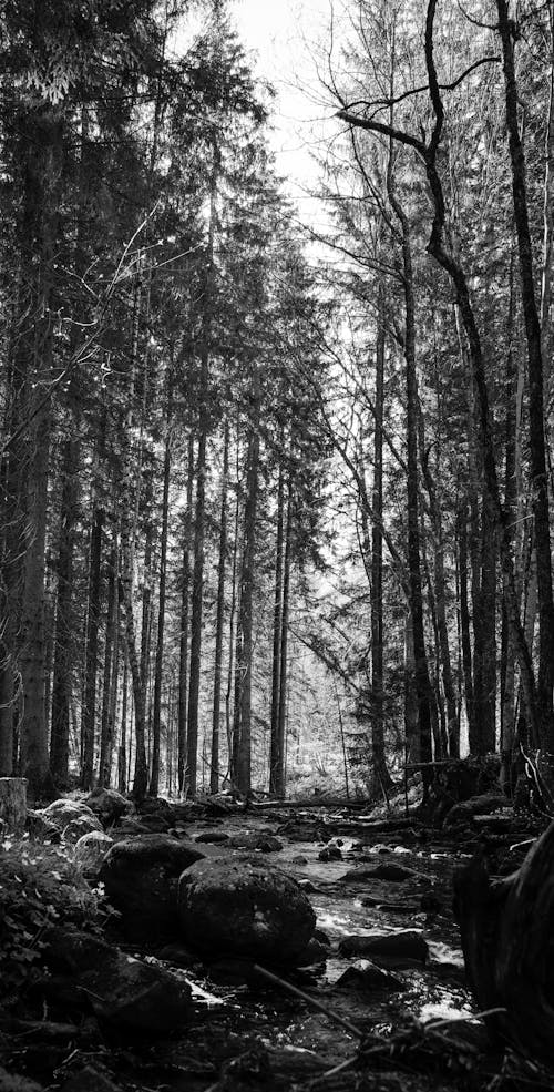 Foto profissional grátis de árvores, corrente, floresta