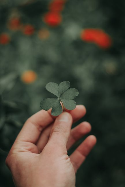 Close-up of a hand holding a four-leaf clover, symbolizing luck and nature's beauty.