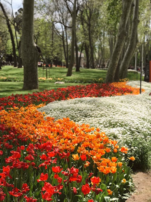 Foto stok gratis bunga-bunga, keberlebihan, penuh warna
