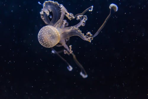 Jellyfish Close-up Photography