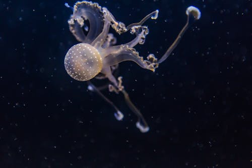 Fotografia De Close Up De Medusas