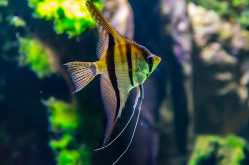 Fotografi Bidikan Makro Ikan Kuning Dan Hitam