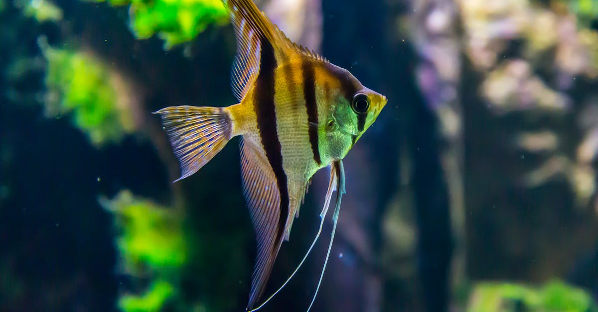 How to draw fish tank