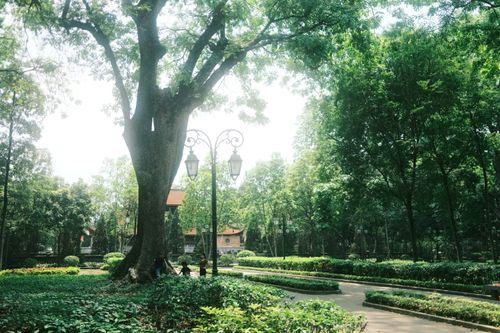 Free A serene urban park scene featuring lush greenery and vintage street lamps, perfect for peaceful escapes. Stock Photo
