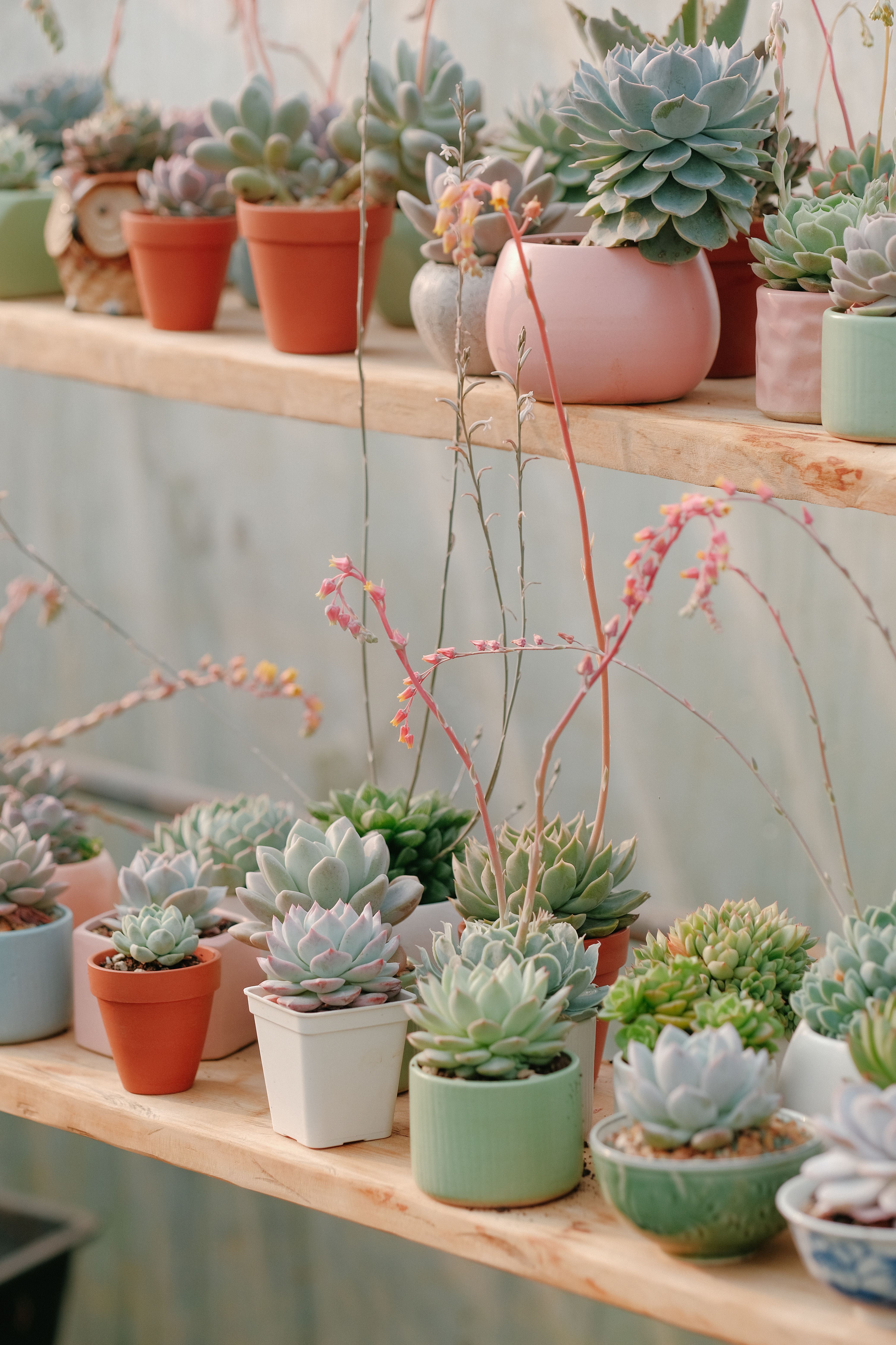 Potted Succulent Plants on the Shelf  Free Stock Photo