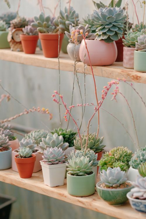 Free Aesthetic arrangement of colorful succulents in pots placed on wooden shelves, perfect for home decor inspiration. Stock Photo