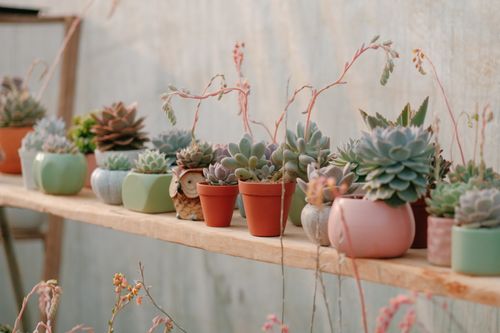 Free A variety of succulents in colorful pots placed on a wooden shelf indoors. Stock Photo