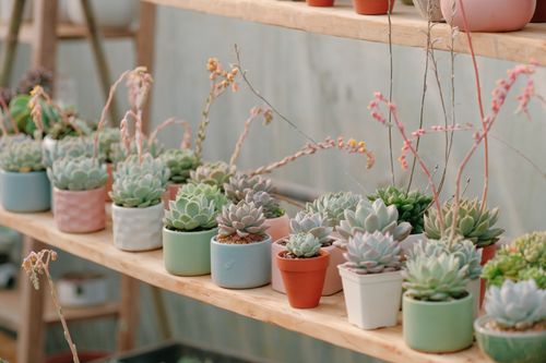 Free A diverse array of potted succulents beautifully arranged on a wooden shelf indoors. Stock Photo