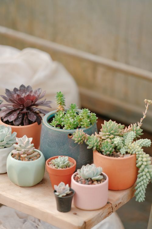 Free Aesthetic arrangement of various potted succulents on wooden table indoors. Stock Photo