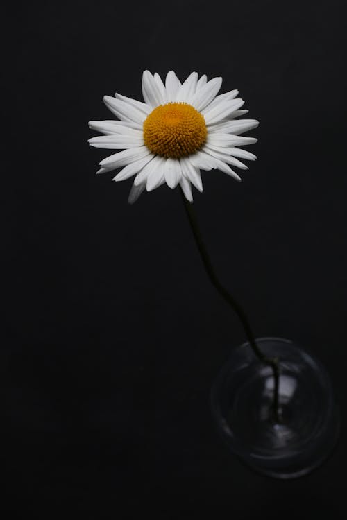 Kostnadsfri bild av blomma, vit tusensköna