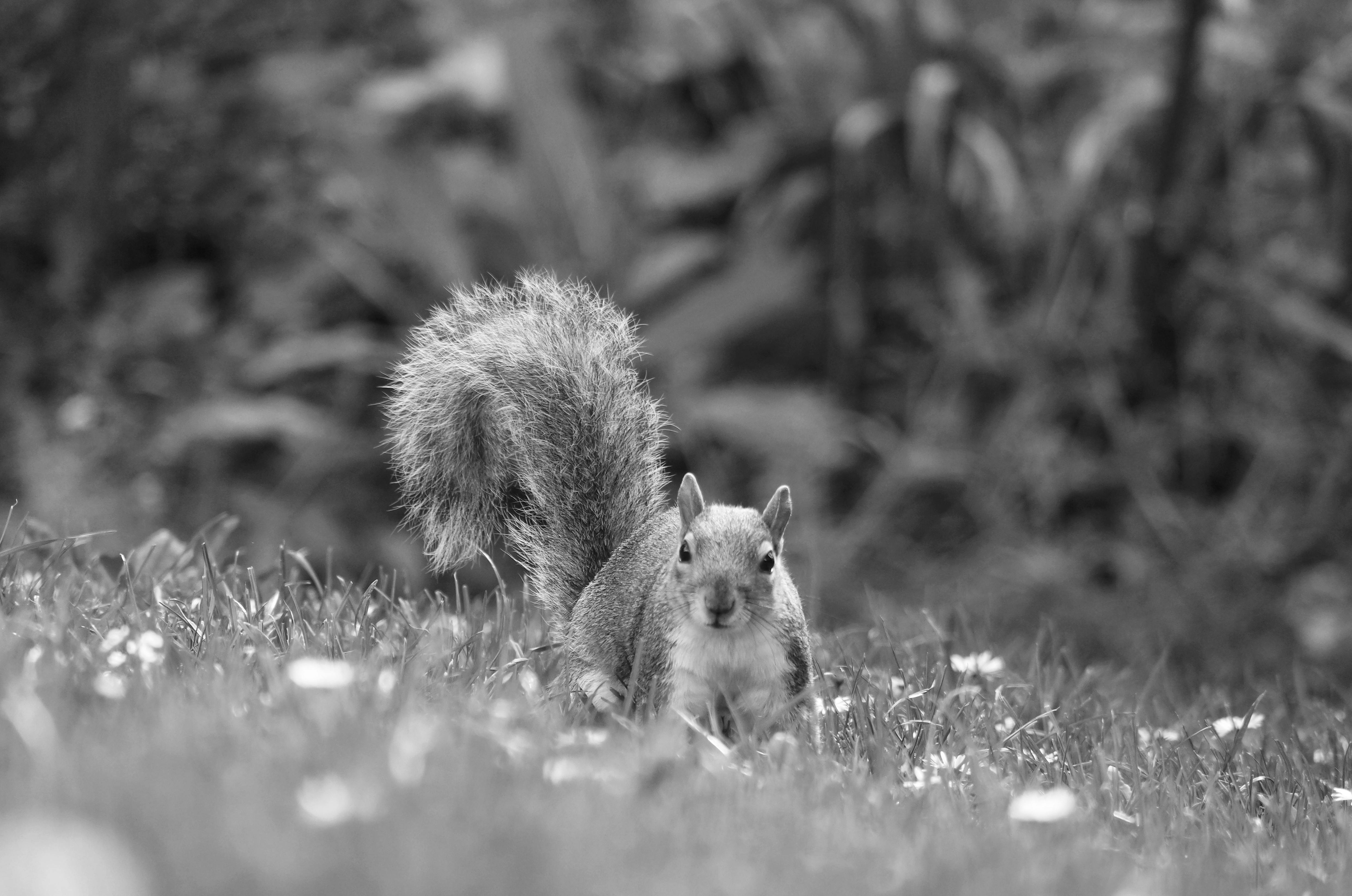 Squirrel in Black and White · Free Stock Photo