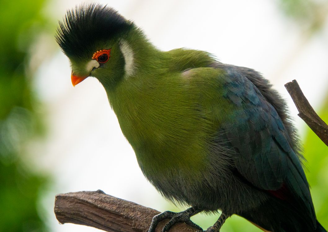Turaco Costa Rica Close up of Turaco · Free Stock Photo
