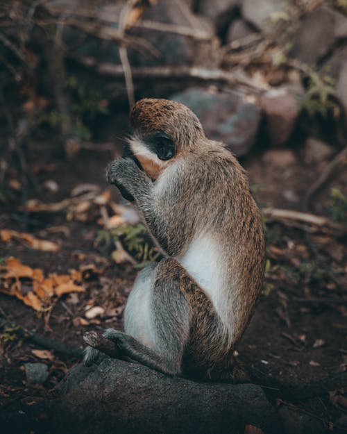 Photos gratuites de animal, être assis, fermer