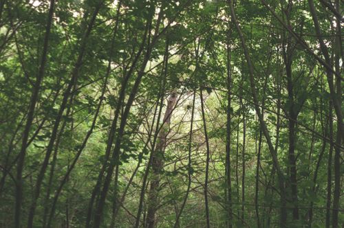 Free Dense forest with high trees and branches with green leaves creating natural canopy. Stock Photo