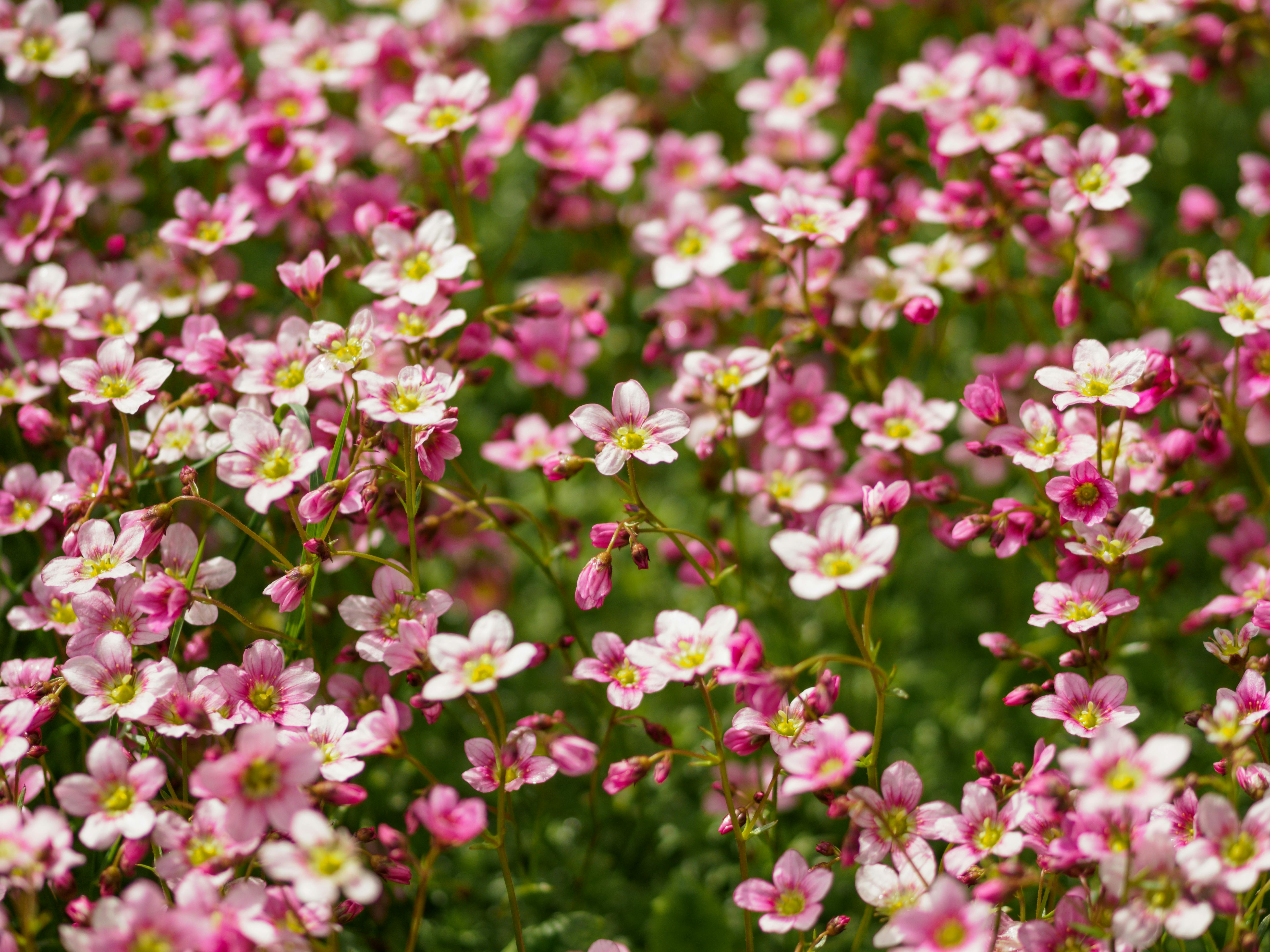 Flowers Frogs Wallpaper Photos, Download The BEST Free Flowers Frogs