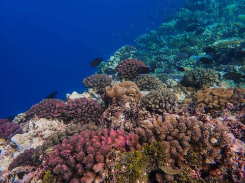 Free Colorful coral reef teeming with marine life under the clear blue ocean. Stock Photo