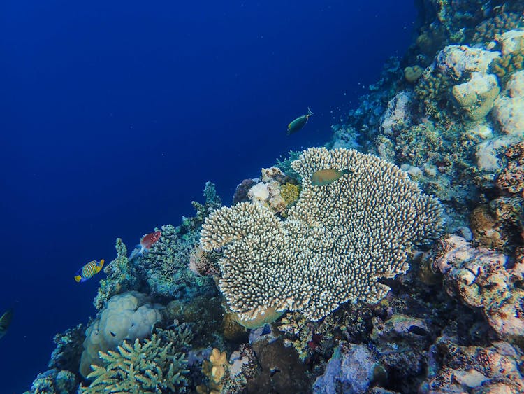 A Tropical Reef Underwater