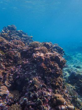 A vibrant underwater coral reef ecosystem teeming with marine life.