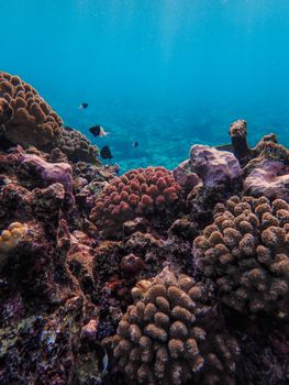 Explore the colorful and diverse coral reef ecosystem teeming with marine life.