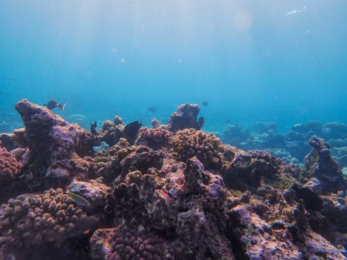 Free Discover the vibrant colors of a tropical coral reef underwater, teeming with marine life. Stock Photo