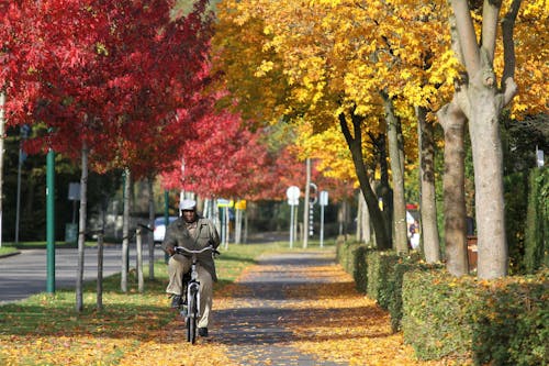 Immagine gratuita di alberi, andare in bicicletta, autunno