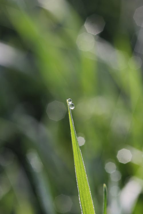 Kostnadsfri bild av gräsmark, morgonsol, regndroppar