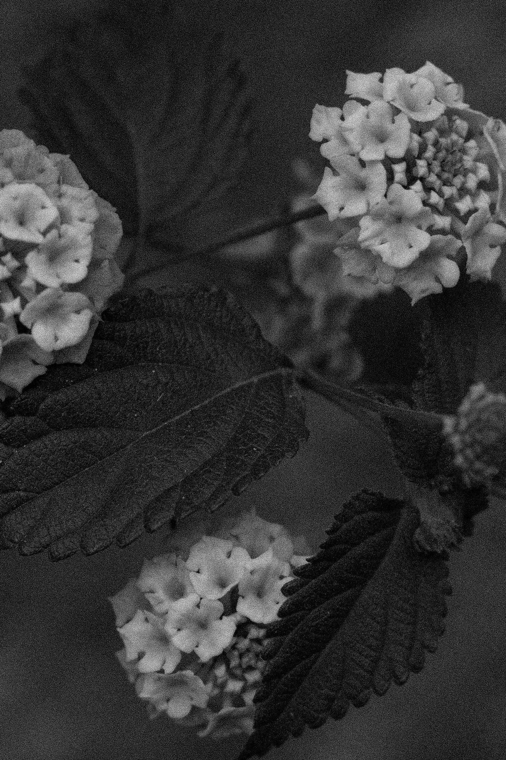 Elegant black and white close-up of flowers and leaves in a garden setting.