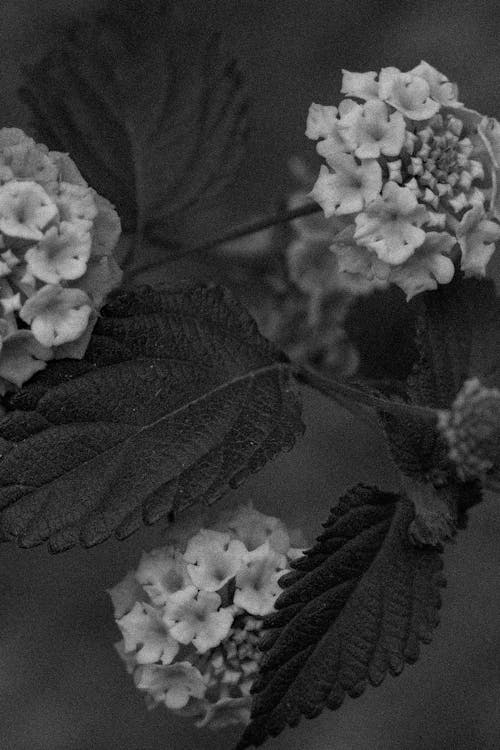 Flowers in the Garden in Black and White 