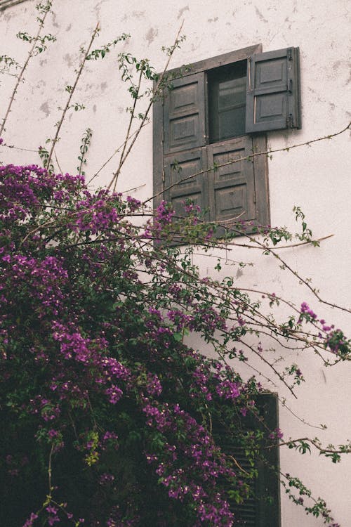 Ivy on a House Building 