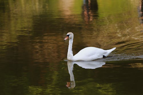 White Swan in Water