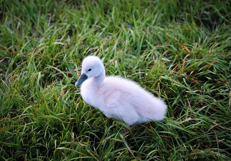 Cygnet On Grass