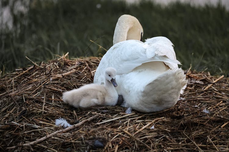 Adult Swan And Cygnet In A Nest