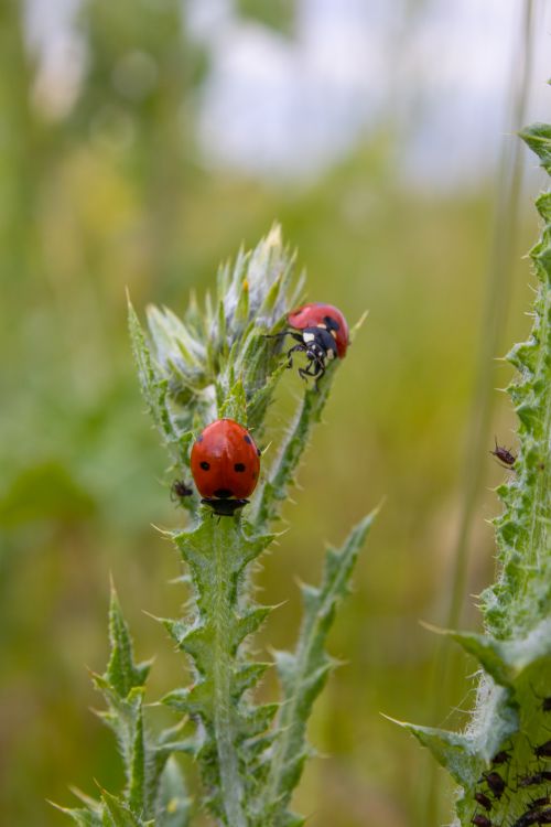 Free Two ladybugs perched on a thorny plant with blurred green background. Stock Photo