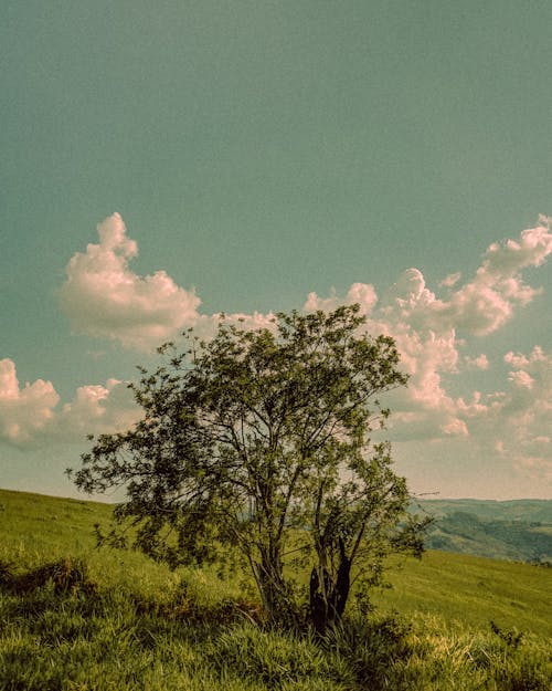 Kostenloses Stock Foto zu baum, flachland, grasfläche