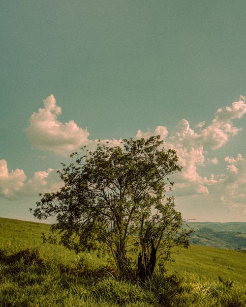 Free A lone tree stands in a lush green grassland under a clear sky with fluffy clouds, symbolizing tranquility in nature. Stock Photo