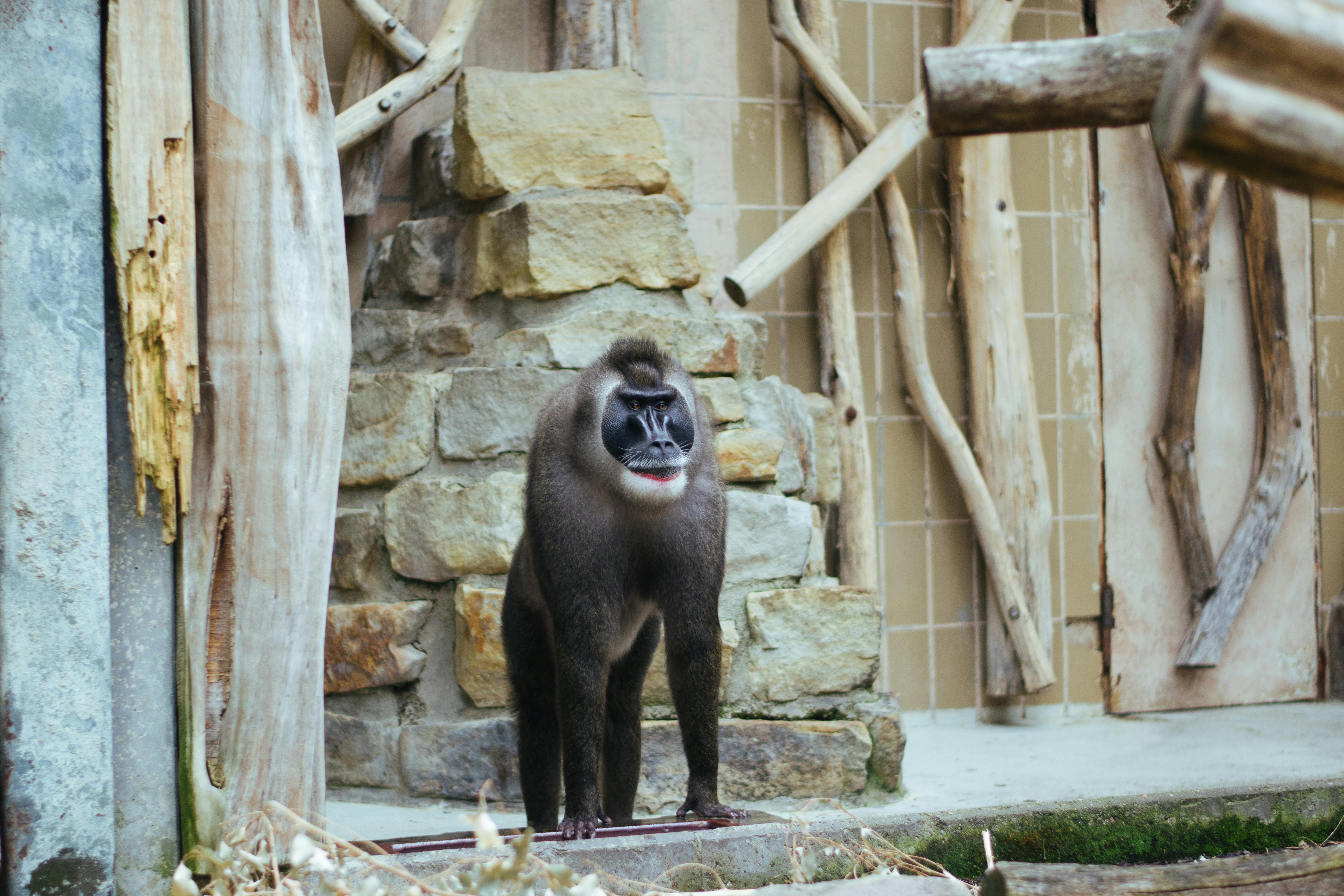 Free stock photo of animals, cute animals, monkey