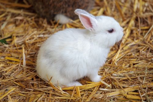 Free Cute white bunny on straw, perfect for Easter and nature themes. Stock Photo